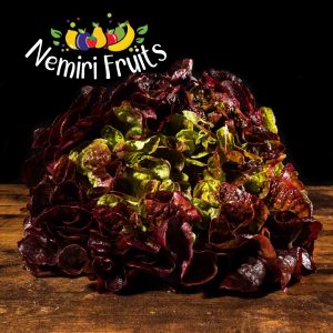 Salades feuille de chene rouge